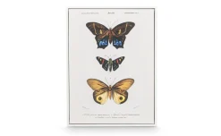 Canvas farfalla  con cornice bianca