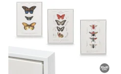 Canvas farfalla  con cornice bianca