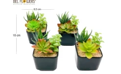 Vaso con pianta grassa 15x9,5x9,5 centimetri