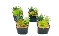Vaso con pianta grassa 15x9,5x9,5 centimetri